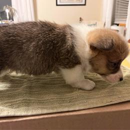 Girl 1 - Sable female Pembroke Welsh Corgi puppy in Saylorsburg, Pennsylvania from Dunnideer Farm