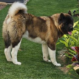 Akita from Red Haze Akitas