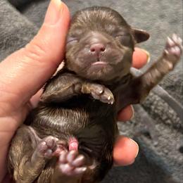 Grey boy - Liver male Shih Tzu puppy in Berkeley Springs, West Virginia from Sandridge Shih Tzus