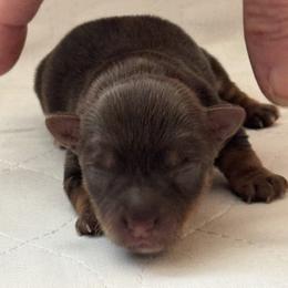 Puppy 5 - Chocolate, tan and white female Yorkshire Terrier puppy in Elizabeth, Indiana from Dwayne’s Yorkshire Terriers