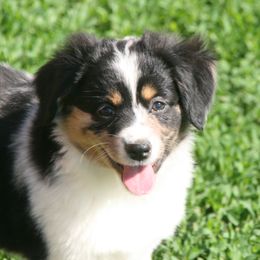 Elsie - Blue merle female Miniature Australian Shepherd puppy in Fairview, South Dakota from Dakota Toy Aussies