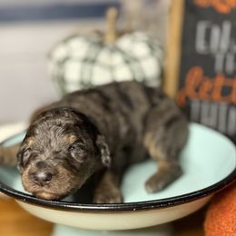 Ash - Blue merle female Bernedoodle puppy in Lookout, California from Remington Kennels, LLC