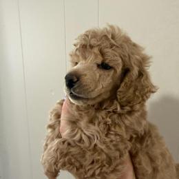 Girl 2 AKC Dolly - Apricot female Poodle puppy in Lees Summit, Missouri from Divine K9s LLC