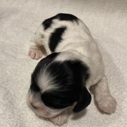 Girl 2 - Black and white female Cocker Spaniel puppy in Rising Sun, Maryland from Palmtree Cockers