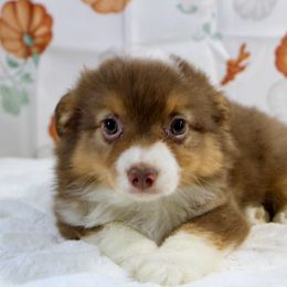 Rusty - Red tri male Toy Australian Shepherd puppy in Bauxite, Arkansas from J and B Mini Aussies