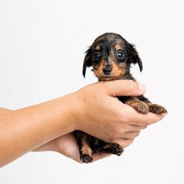 Vega - Dapple male Dachshund puppy in Venice, Florida from Crowline Kennels