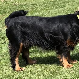 Cavalier King Charles Spaniel Puppies from MoxMox Cavaliers