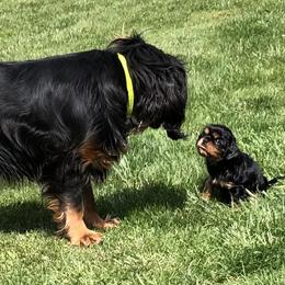 Cavalier King Charles Spaniel Puppies from MoxMox Cavaliers