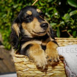 Rufus - Black and cream male Dachshund puppy in Temecula, California from Naomi Magee's Dachshund Kennel