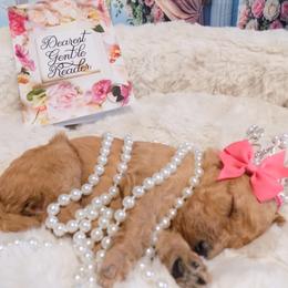 Hyacinth - Apricot female Poodle puppy in Fountain, Florida from Silva Royale Standard Poodles