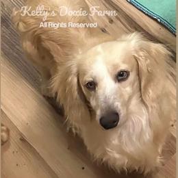 Denali - Dachshund