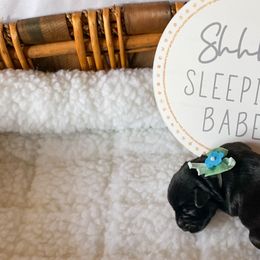 Miniature Schnauzer Puppies from Laurel Crown Schnauzers