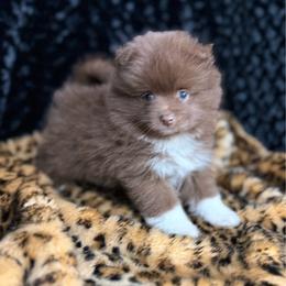 Coco - Chocolate male Pomeranian puppy in Greenville, Georgia from Breezy Hill Poms
