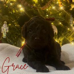Grace - Chocolate female Assorted Doodle Crosses puppy in West Monroe, Louisiana from Southern Haven Doodles