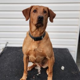 MJ - Labrador Retriever
