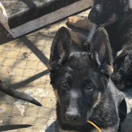 German Shepherd Puppies from Brooks High Quality Breeders