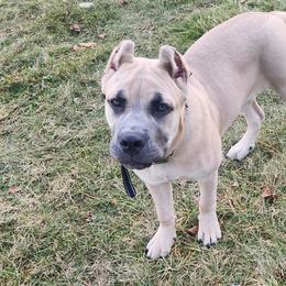 Cane Corso from Hillside corsos