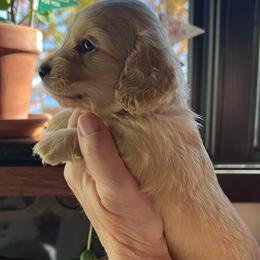 Girl 2 - Cream female Dachshund puppy in Gouverneur, New York from Dack Dachshunds