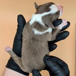 Jasmine3Boy5- RTM,NBT, blue eyes likely, CHIC-OFA-DNA-AKC Titled Parents - Red tri-color male Australian Shepherd puppy in South Hill, Virginia from Silverside Aussies LLC