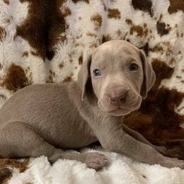 Weimaraner Puppies from Golden Hill’s Weimaraner’s