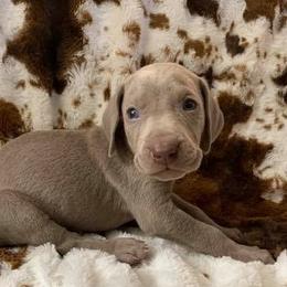 Weimaraner Puppies from Golden Hill’s Weimaraner’s