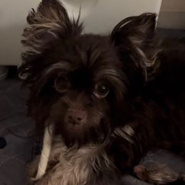 Chloe - Yorkshire Terrier