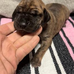 Girl 1 - Brindle female Great Dane puppy in Indianola, Iowa from Bull West Kennels