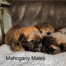 Belgian Malinois and German Shepherd Puppies from Haus Morales German Shepherds and Belgian Malinois