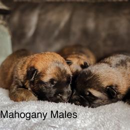 Belgian Malinois and German Shepherd Puppies from Haus Morales German Shepherds and Belgian Malinois