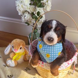 Bernedoodle Puppies from East Coast Bernedoodles