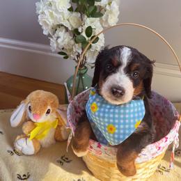 Bernedoodle Puppies from East Coast Bernedoodles
