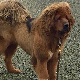 Tibetan Mastiffs from Nyingma Tibetan Mastiffs