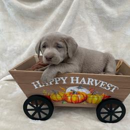 Silver Blue collar - Silver male Dilute Retriever puppy in Teton County, Montana from East Front Labradors & Treasure State Schnauzers