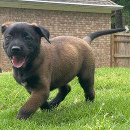 Azula - Brindle female xDutch Shepherd puppy in Chelsea, Alabama from Alliance K9