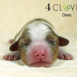 Cloves - Red merle male Miniature American Shepherd puppy in Carlisle, Pennsylvania from 4 Clovers Kennel