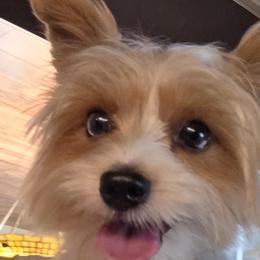 Bluey - Yorkshire Terrier