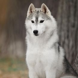 Siberian Huskies from Winters Run Siberians