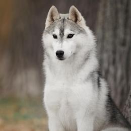 Siberian Huskies from Winters Run Siberians