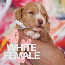 White - Apricot female Goldendoodle puppy in Platteville, Wisconsin from Beck Kennel