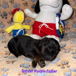Quiver Purple Collar - Black and red female German Shepherd puppy in Hillsboro, Indiana from Salty Raccoon Ranch German Shepherds