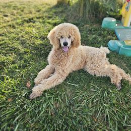 Popcorn - Cream female Poodle puppy in Mcbain, Michigan from Northern Creek