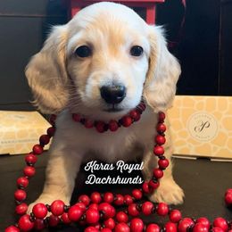 Dachshund Puppies from Karas Royal Dachshunds