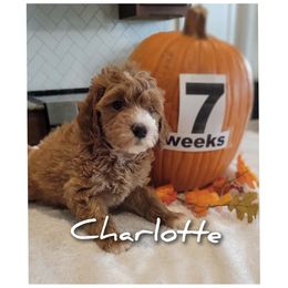 Charlotte- pink - Red  female Goldendoodle puppy in Fort Worth, Texas from Stacy Warwick