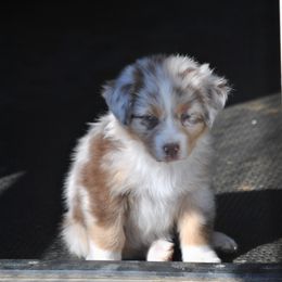 Australian Shepherd Puppies from Turnintheherd Aussies