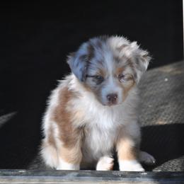 Australian Shepherd Puppies from Turnintheherd Aussies