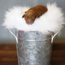 Goldendoodle Puppies from Goldendoodle Utah