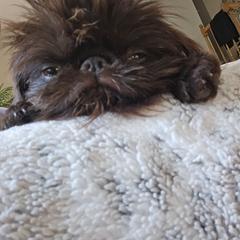 Masha - Brussels Griffon