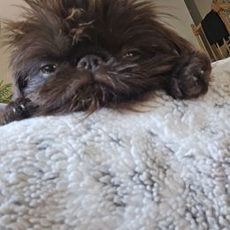 Masha - Brussels Griffon