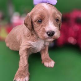 Bama - Apricot female Goldendoodle puppy in Decatur, Tennessee from Diamond's Doodles