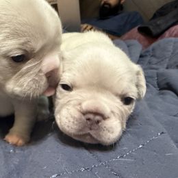 French Bulldog Puppies from Mathew Household Frenchies